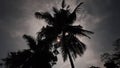 A clear moonlit night covered in trees