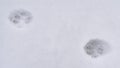 Clear Panorama Animal tracks on powdery white snow covering the ground during winter