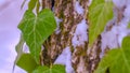 Clear Panorama Vibrant heart shaped vines and green algae thriving on the trunk of a tree