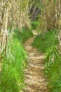 clear path in the forest through dry hurdles. the way is covered with dry leaves and at both sides there is green grass. The sun Royalty Free Stock Photo