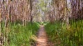 clear path in the forest through dry hurdles. the way is covered with dry leaves and at both sides there is green grass. The sun Royalty Free Stock Photo