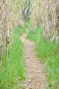 clear path in the forest through dry hurdles. the way is covered with dry leaves and at both sides there is green grass. The sun Royalty Free Stock Photo