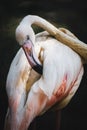 Pink flamingo (Phoenicopterus roseus) brushing her feathers