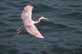 the clear picture of grey heron bird flying up ocean in the background Royalty Free Stock Photo