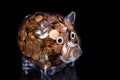 Clear Piggy Bank full of American Pennies Royalty Free Stock Photo