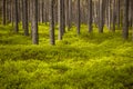 Clear pine forest Royalty Free Stock Photo