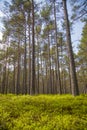 Clear pine forest Royalty Free Stock Photo