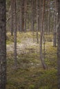 Clear pine forest Royalty Free Stock Photo