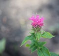 Clear pink garden Monarda bloom