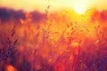 Golden Sunset Light on Wild Grass in a Meadow Royalty Free Stock Photo