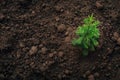 Young Spruce Sapling Growing in Dark Soil Royalty Free Stock Photo