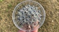 Clear plastic cup filled with translucent, round objects resembling fish eggs or frog eg Royalty Free Stock Photo