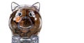 Clear Plastic piggy bank full of pennies Royalty Free Stock Photo