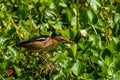 A Clear Profile Shot of a Least Bittern (heron) in a Texas Swamp.