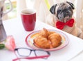 A clear pug dog sitting in a chair on the balcony with a red bow tie. Breakfast on the table with coffee and croissant. The best Royalty Free Stock Photo