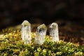 Clear quartz crystals on green moss in forest Royalty Free Stock Photo