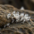 Clear quartz crystals (SiO2) cluster atop textured, earthy-brown rock. The crystals,