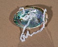 Clear Quartz Tumbled Chips Necklace presented on abalone shell on the beach