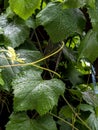 Clear raindrops on green grape leaves, macro Royalty Free Stock Photo