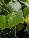 Clear raindrops on green grape leaves, macro Royalty Free Stock Photo