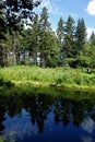 Clear Reflection of Pine Forest in Deep Blue Pond Royalty Free Stock Photo