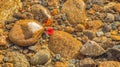 Clear river with stones and fallen autumn leaves Royalty Free Stock Photo