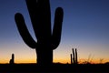 Clear Saguaro Sunset Horizontal