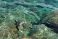 Clear sea water surface, stones and glare