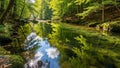 Lush green forest with a clear stream reflecting the sunlight and vibrant green trees and blue sky Keywords: forest Royalty Free Stock Photo