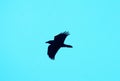 A clear silhouette of a flying crow against