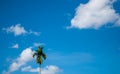 Clear skies with aloof areca trees blue