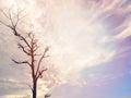 Clear sky background bright sunlight with tree dry branches Royalty Free Stock Photo