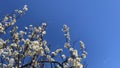 Bright blue sky with s white spring flowers