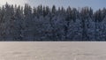 Clear sky cold winter scene in the Lithuanian confier old-growth forest Taken on a frozen lake Royalty Free Stock Photo