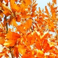 Yellow leaves and blue sky.