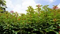 Clear sky with plant Hamelia patens ,Fire bush, Redhead, Scarletbush, Scarlet, Texas Firecracker