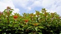 Clear sky with plant Hamelia patens ,Fire bush, Redhead, Scarletbush, Scarlet, Texas Firecracker