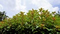 Clear sky with plant Hamelia patens ,Fire bush, Redhead, Scarletbush, Scarlet, Texas Firecracker