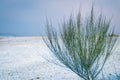 Broom bush in the winter time