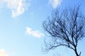 Clear sky with tree Slihouette Royalty Free Stock Photo