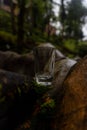 Clear small drinking glass in the middle of green nature landscape