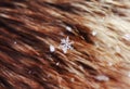 Clear snowflake lying on the fur hairs Royalty Free Stock Photo