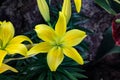 Clear spotless yellow Asiatic Lily