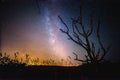 Beautiful night sky with milky way and silhoutte of old dead tree in a national park. Royalty Free Stock Photo