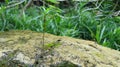 Clear stone platform background illustration