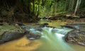 Clear stream flows gently through lush green forest with smooth rocks and tree roots, creating a peaceful and natural atmosphere Royalty Free Stock Photo