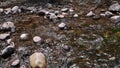 Clear stream running through stone rocks. Abundant river flowing on stone bottom. Wild mountain river water splashing in Royalty Free Stock Photo