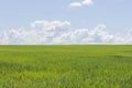 Clear sunny day, green grass and blue sky, landscape background wallpaper. Beautiful nature, green field, white clouds in the sky Royalty Free Stock Photo
