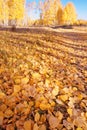 Soil covered with fallen birch leaves in autumn forest