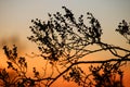 Joshua Tree Forest, California, Sunset Royalty Free Stock Photo